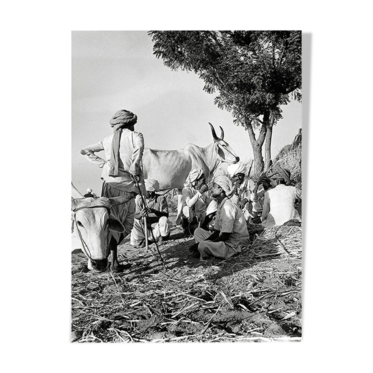 Photographie Éleveurs s'offrant une pause, Rajasthan