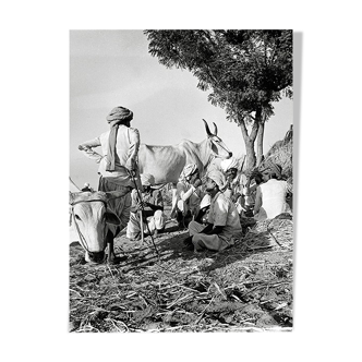 Photographie Éleveurs s'offrant une pause, Rajasthan