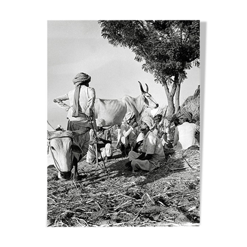 Breeders offering themselves a break, Rajasthan