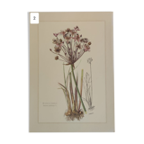 Botanical board butome in umbrella