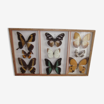 Cadre avec 9 papillons sous verre