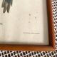 Framed zoological engraving toucan