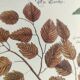 Old bird engraving -L'Allouette- Vintage zoological board from 1973 by Seligmann & Catesby