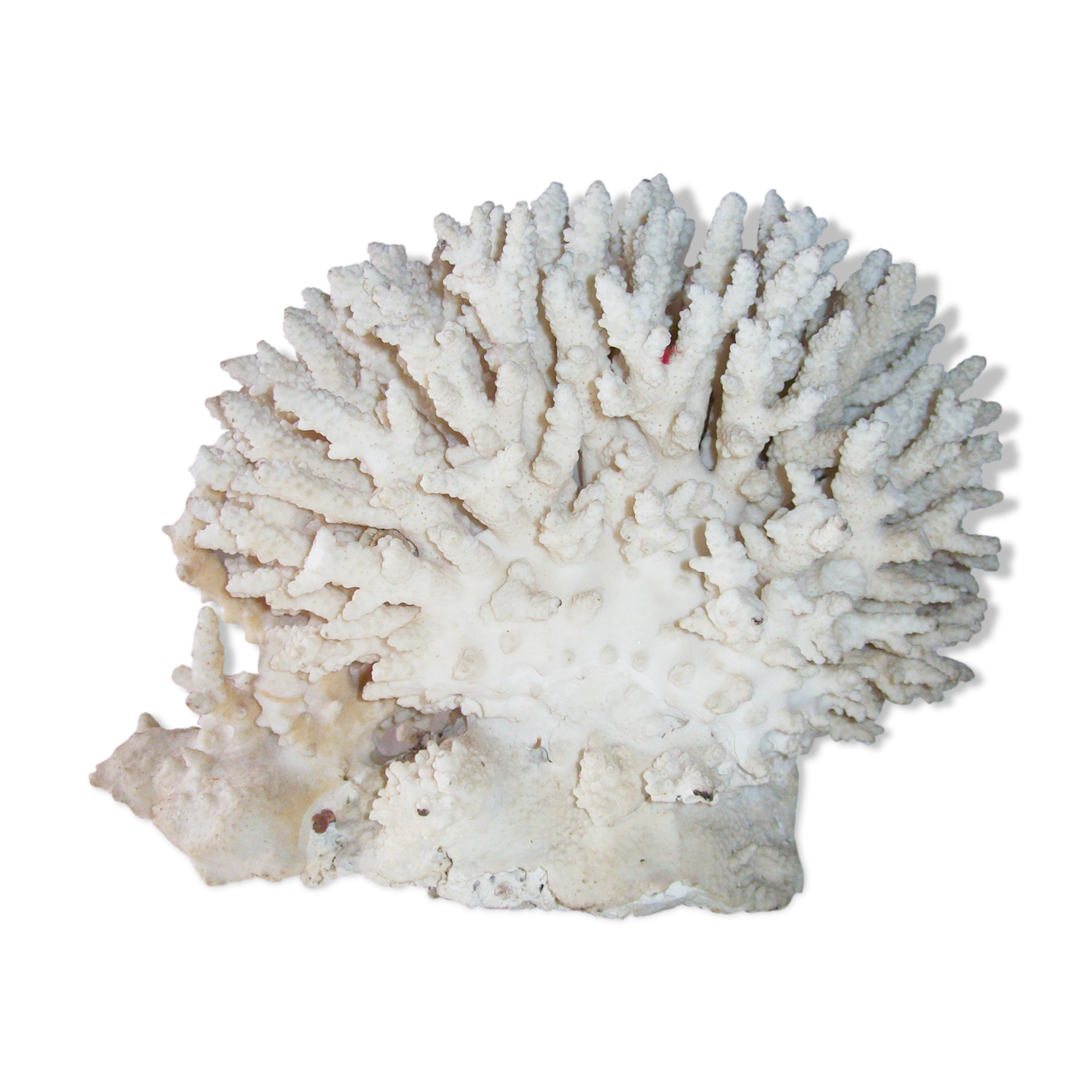 Coral