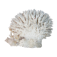 Corail