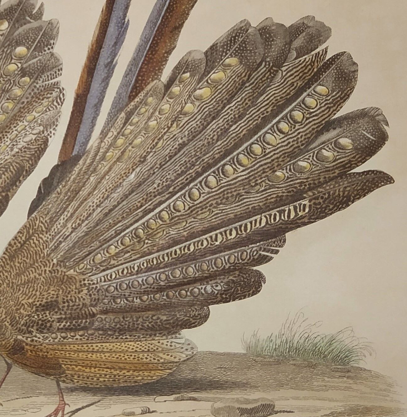Original ornithological plate from "L'Argus" - Buffon 1838