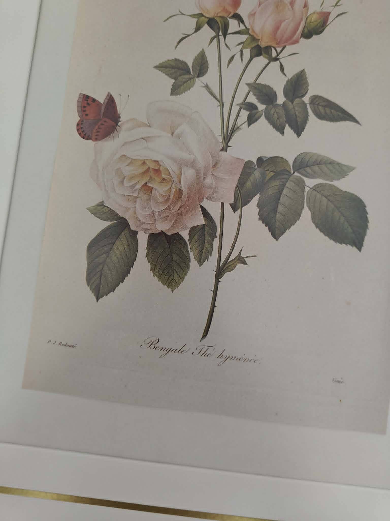 Lot 3 Large Botanical Engravings by Pierre-Joseph Redouté Flowers