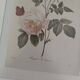 Lot 3 Large Botanical Engravings by Pierre-Joseph Redouté Flowers