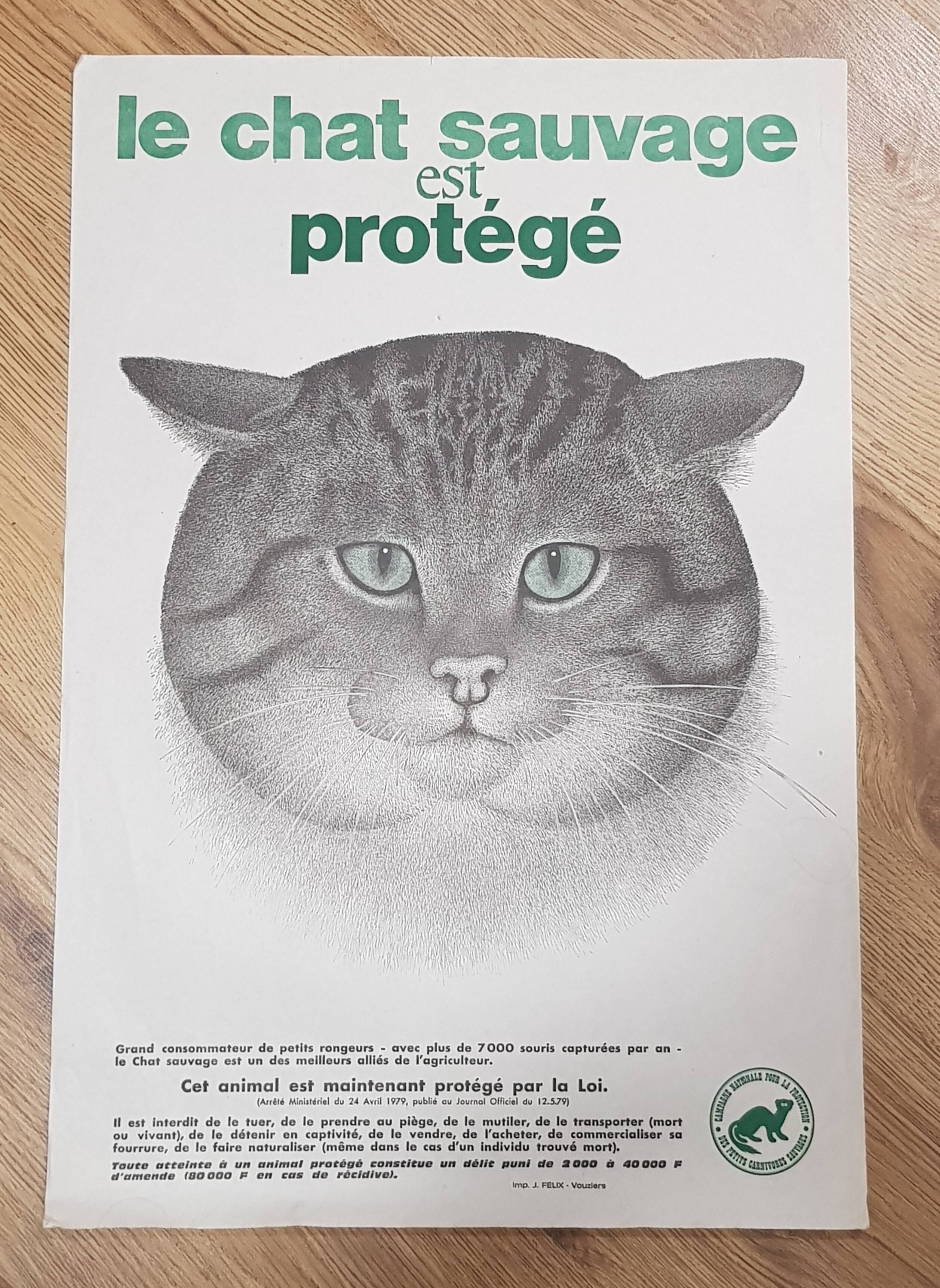 70's wild cat protection poster