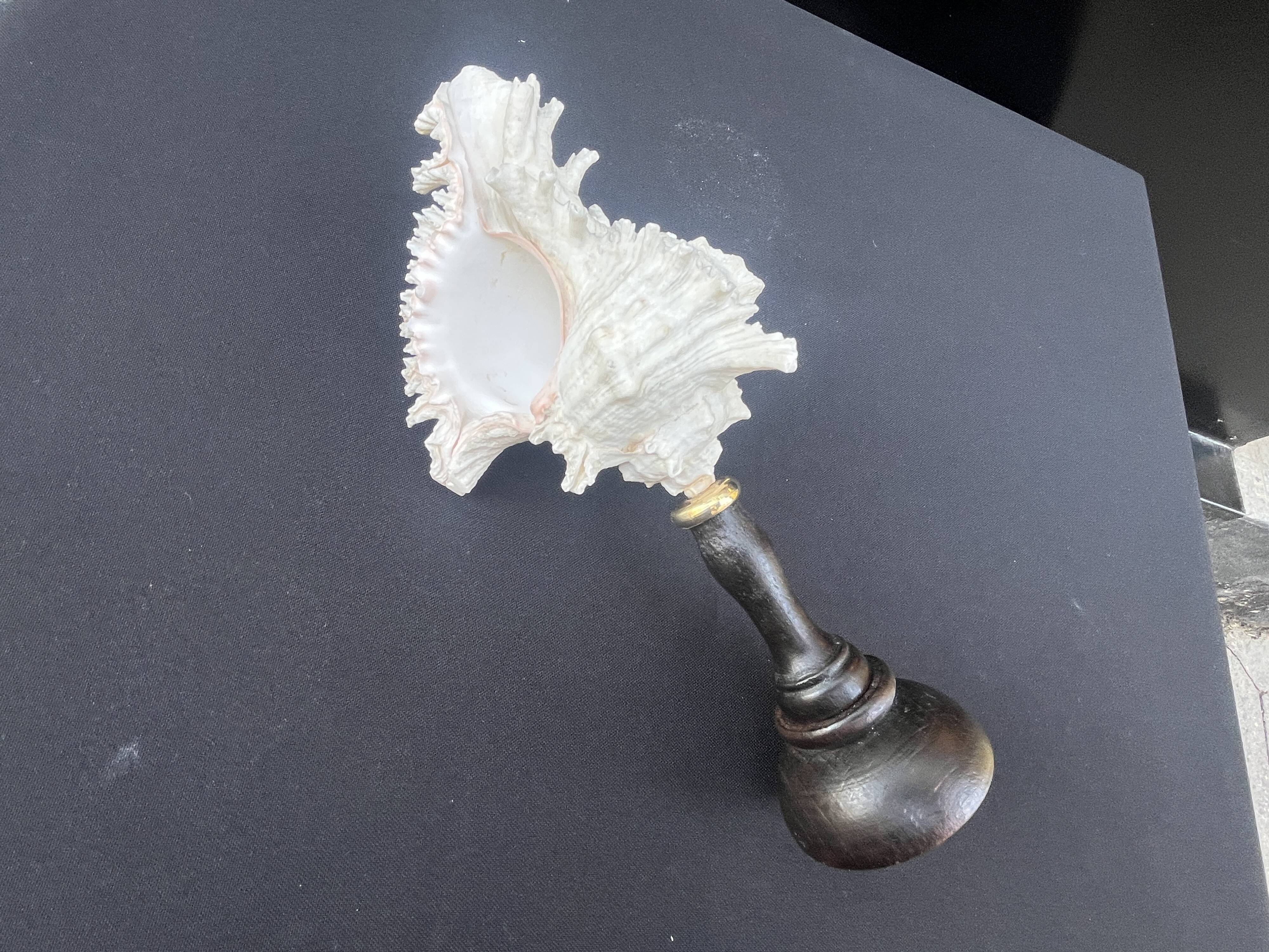 Ancien Coquillage Murex Ramosus sur socle en bois tourné Napoléon III XIXe