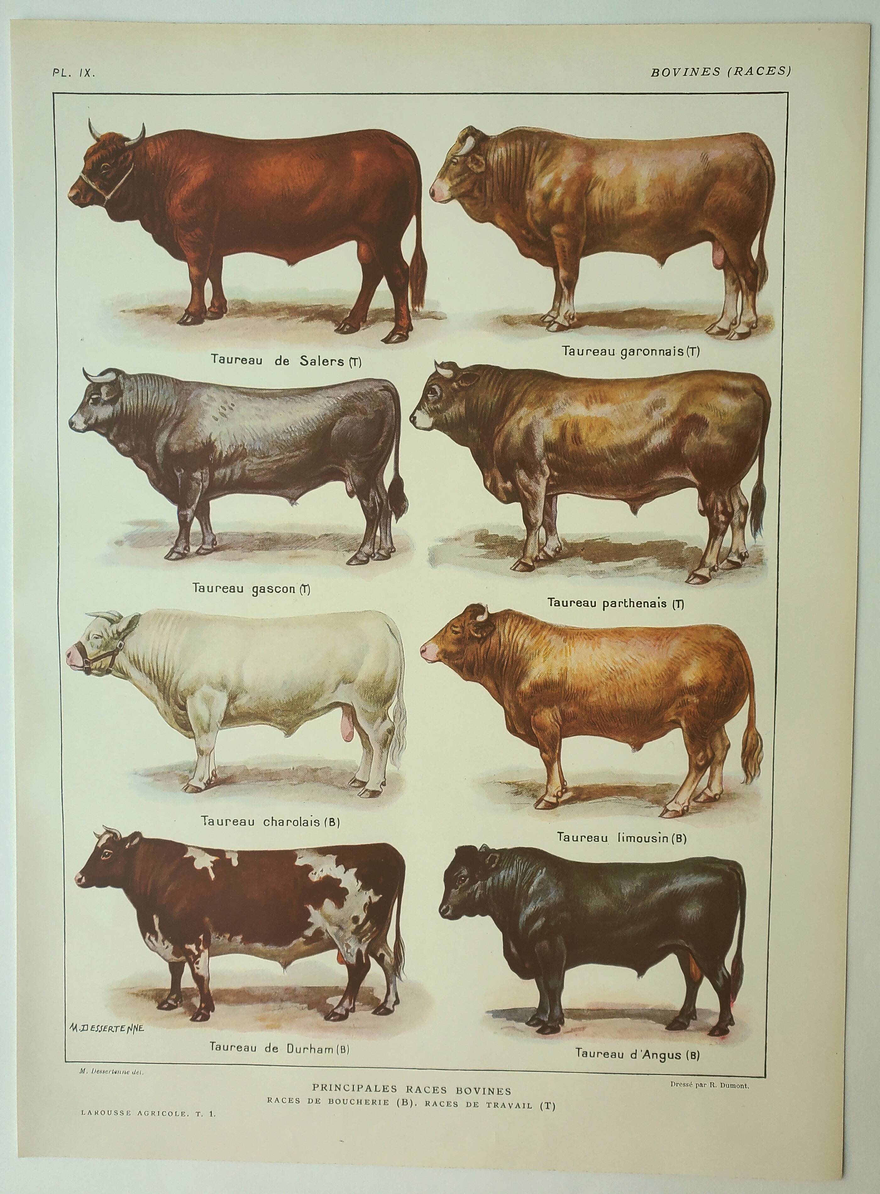Old engraving 1922, Bull and Cattle, cattle breeds, cow • Lithograph, Original plate