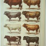 Old engraving 1922, Bull and Cattle, cattle breeds, cow • Lithograph, Original plate