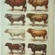 Old engraving 1922, Bull and Cattle, cattle breeds, cow • Lithograph, Original plate