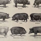 Lithograph on pigs and pigs from 1921