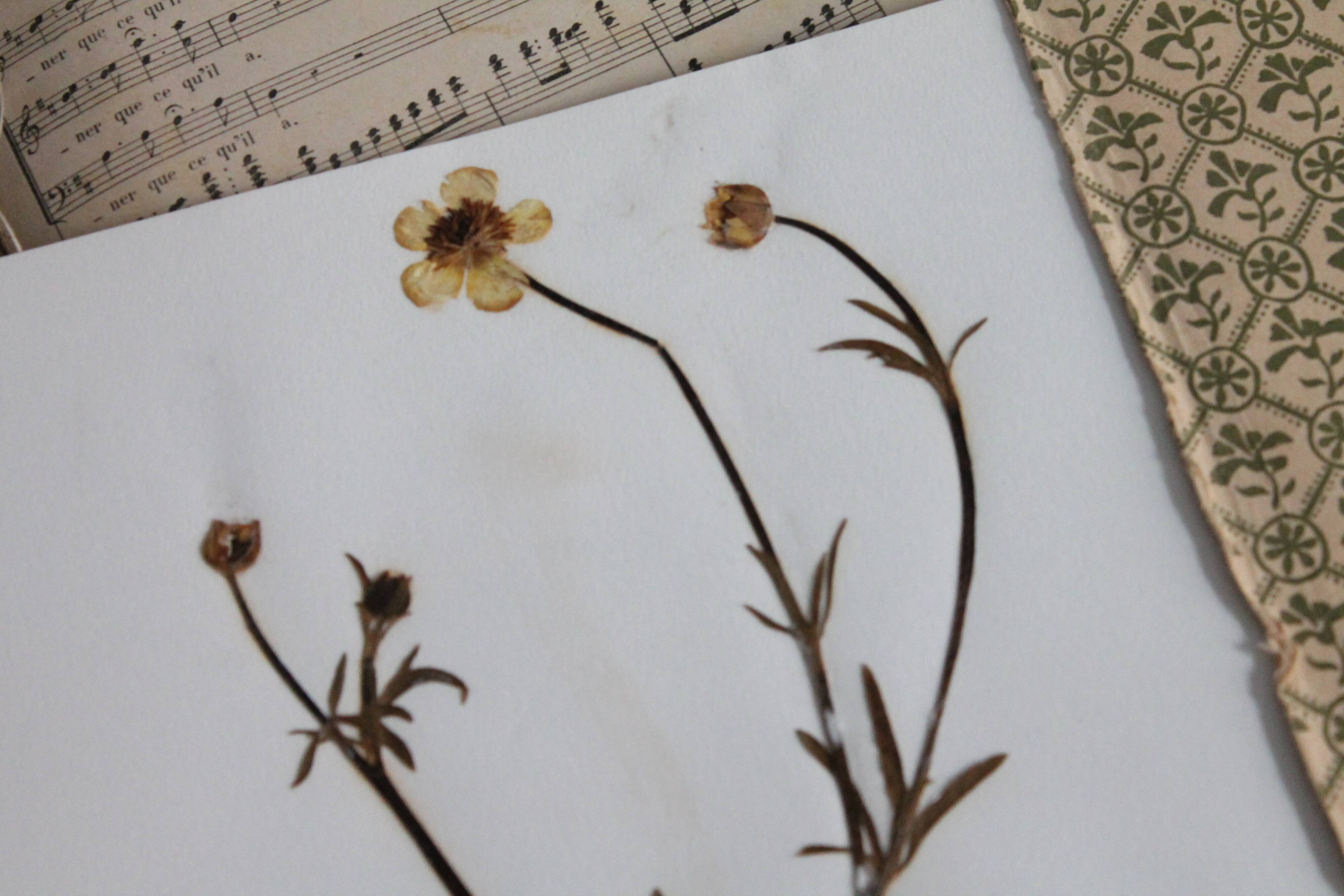 Old French botanical plate – Pressed plant (Buttercup) Format