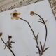 Old French botanical plate – Pressed plant (Buttercup) Format