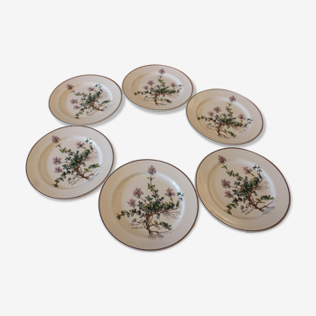 6 assiettes Villeroy et Boch  Botanica