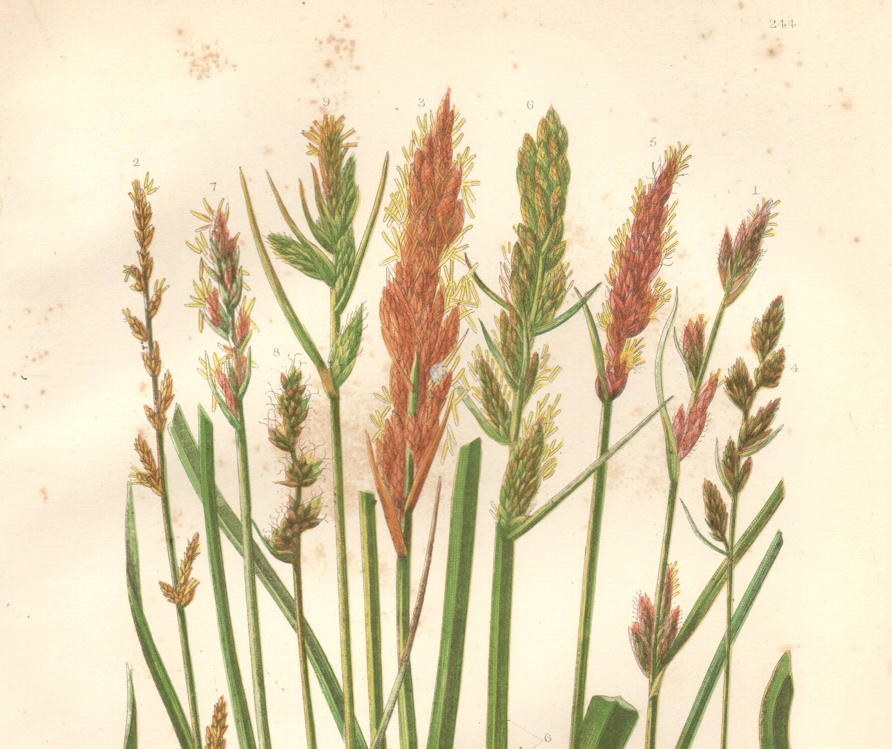 Antique botanical engraving, 1889 - Sedges by A. Pratt - Wild herbs