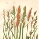 Antique botanical engraving, 1889 - Sedges by A. Pratt - Wild herbs