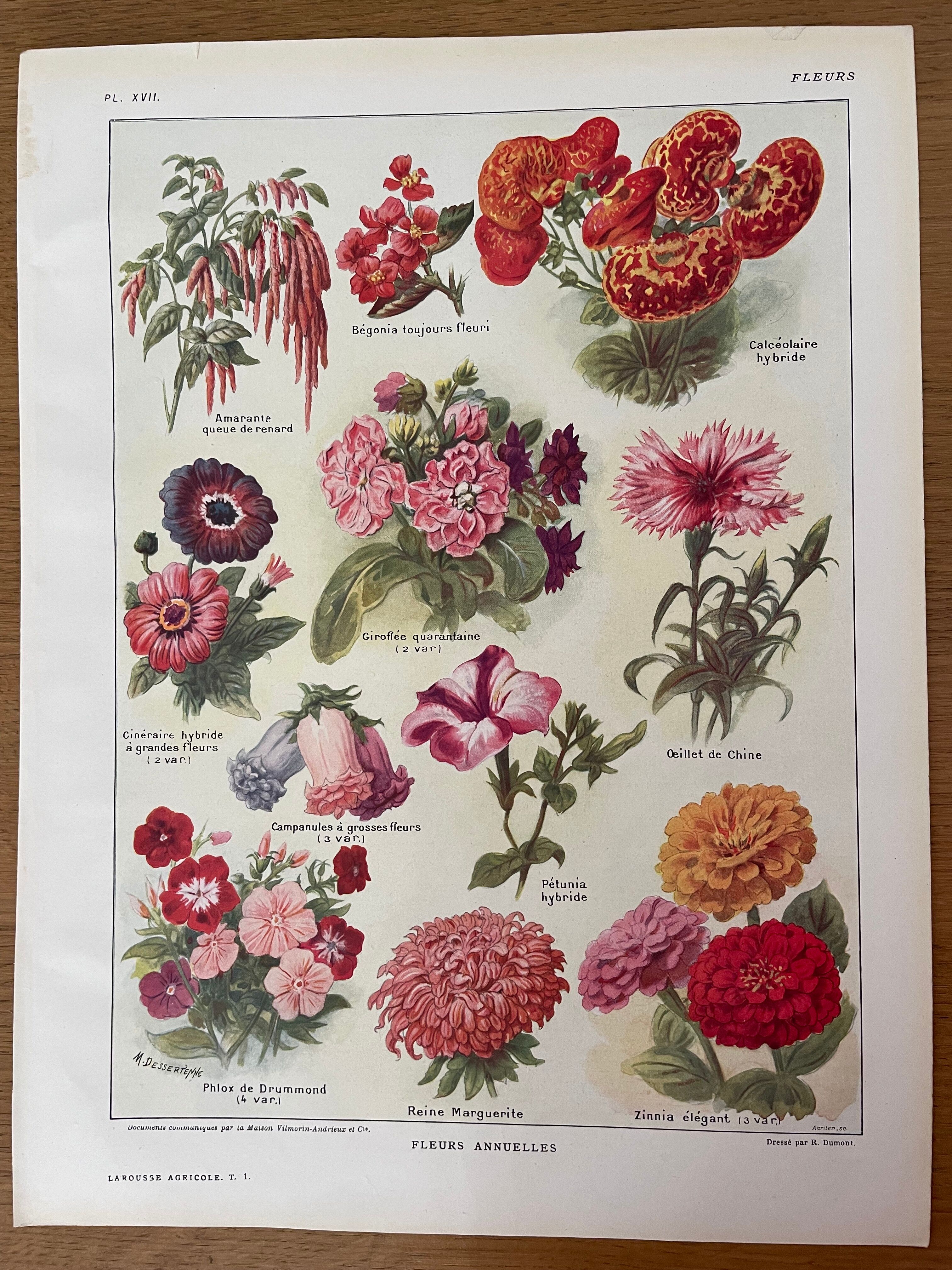 Lithograph on 1921 flowers (annual)