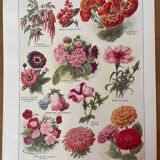 Lithograph on 1921 flowers (annual)