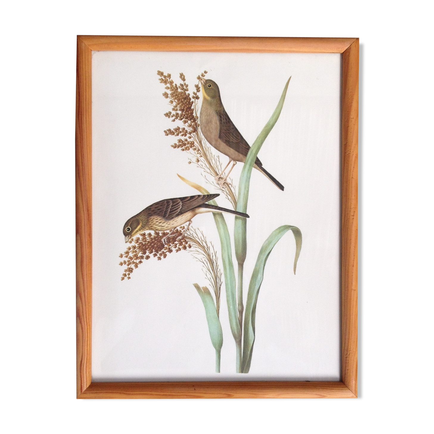 Bird frame