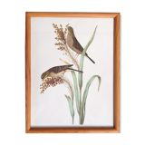 Bird frame