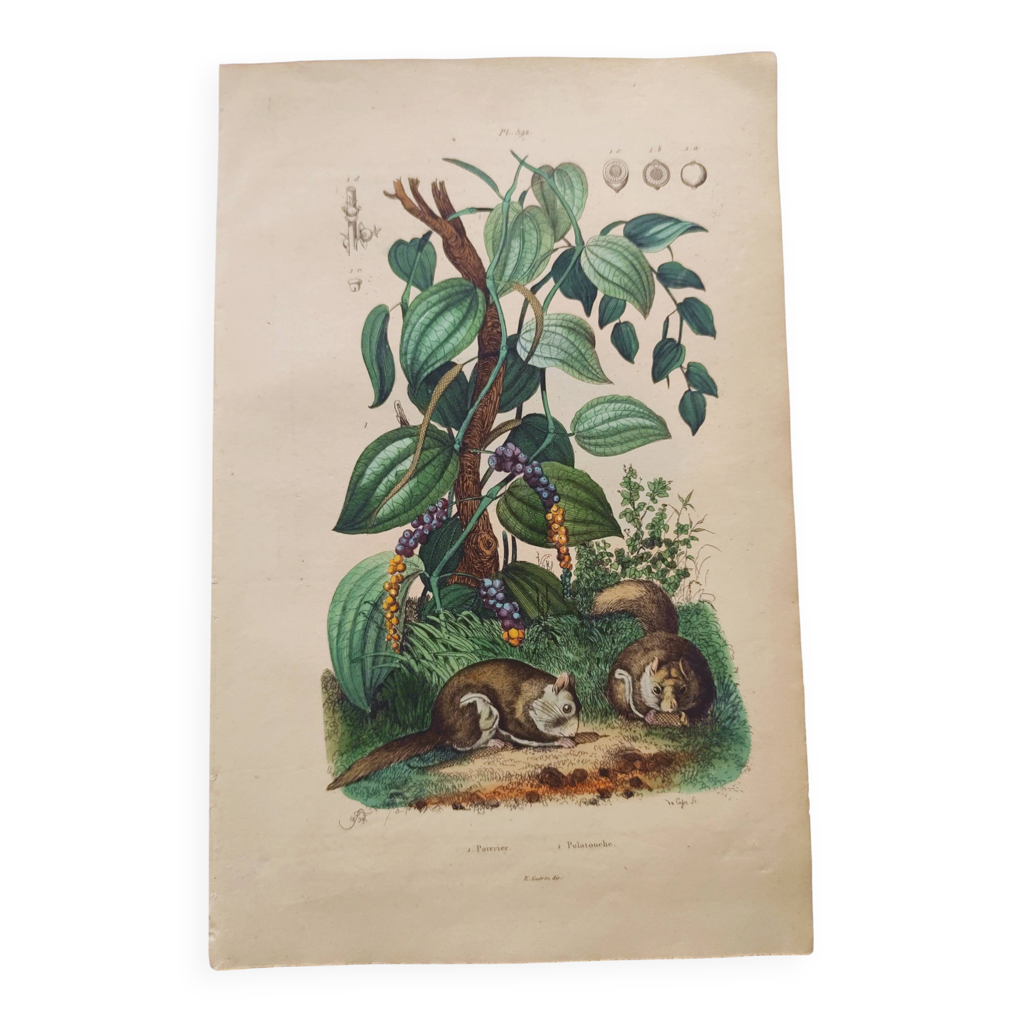 Antique plate from 1839 - Pepper tree - Botanical engraving hand-colored from nature