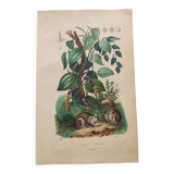 Antique plate from 1839 - Pepper tree - Botanical engraving hand-colored from nature