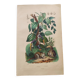 Antique plate from 1839 - Pepper tree - Botanical engraving hand-colored from nature