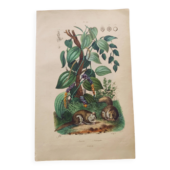 Antique plate from 1839 - Pepper tree - Botanical engraving hand-colored from nature