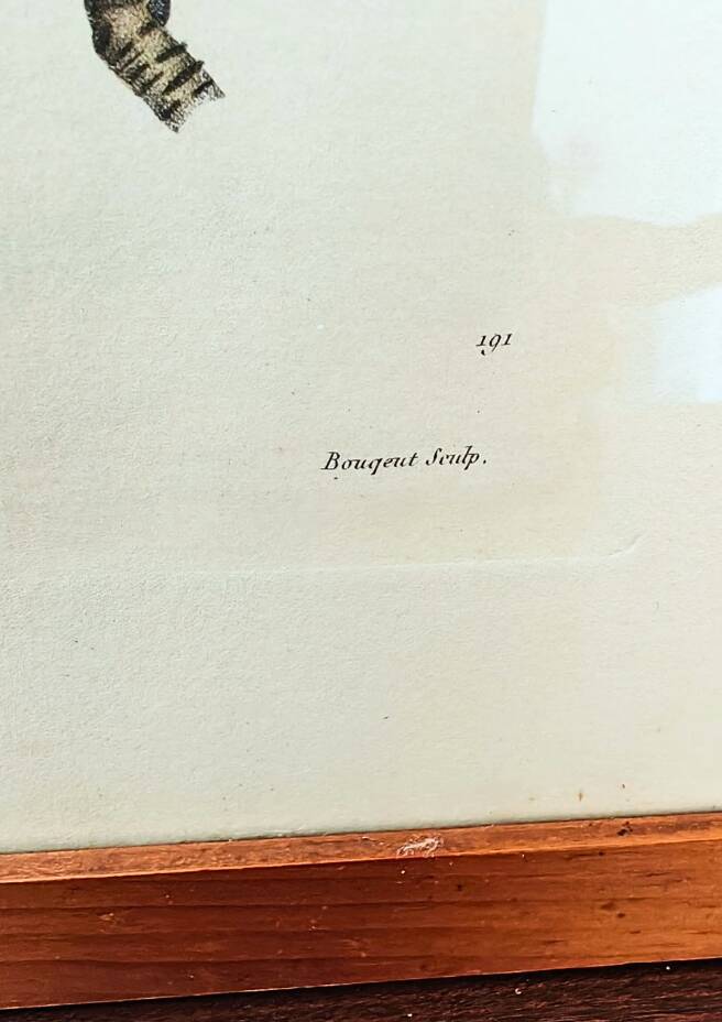 Pair of Botanical Plates 1905 – Peach & Pear – Poiteau