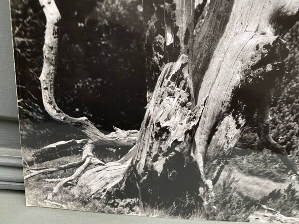 Photographie argentique Bernard Darot Ramure d'un arbre mort XXe
