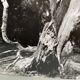 Silver gelatin photograph by Bernard Darot, Branches of a dead tree, 20th century