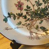 Botanica Villeroy Plates - Boch