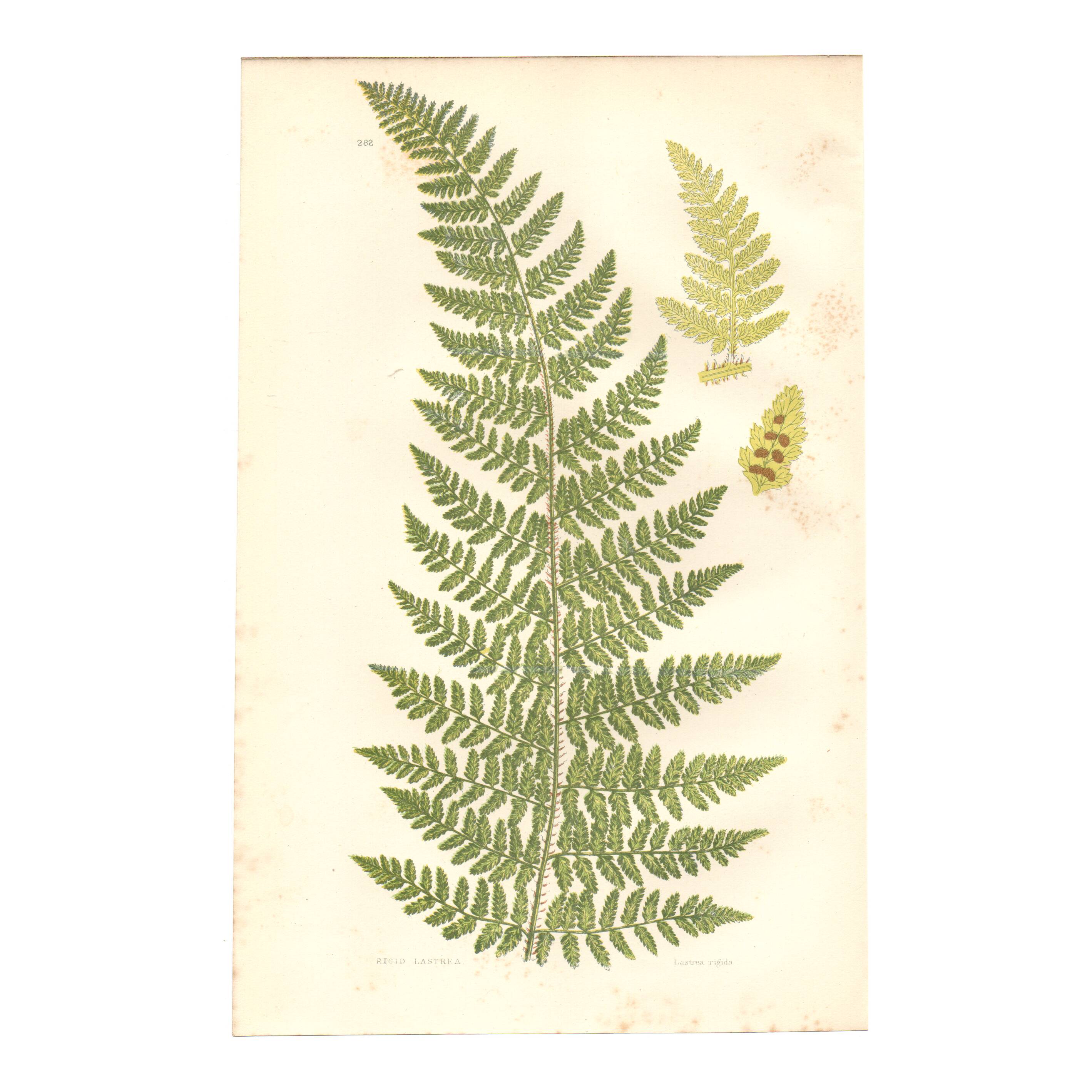 Gravure botanique de 1889 - Fougère dentelle par A. Pratt- ancienne planche