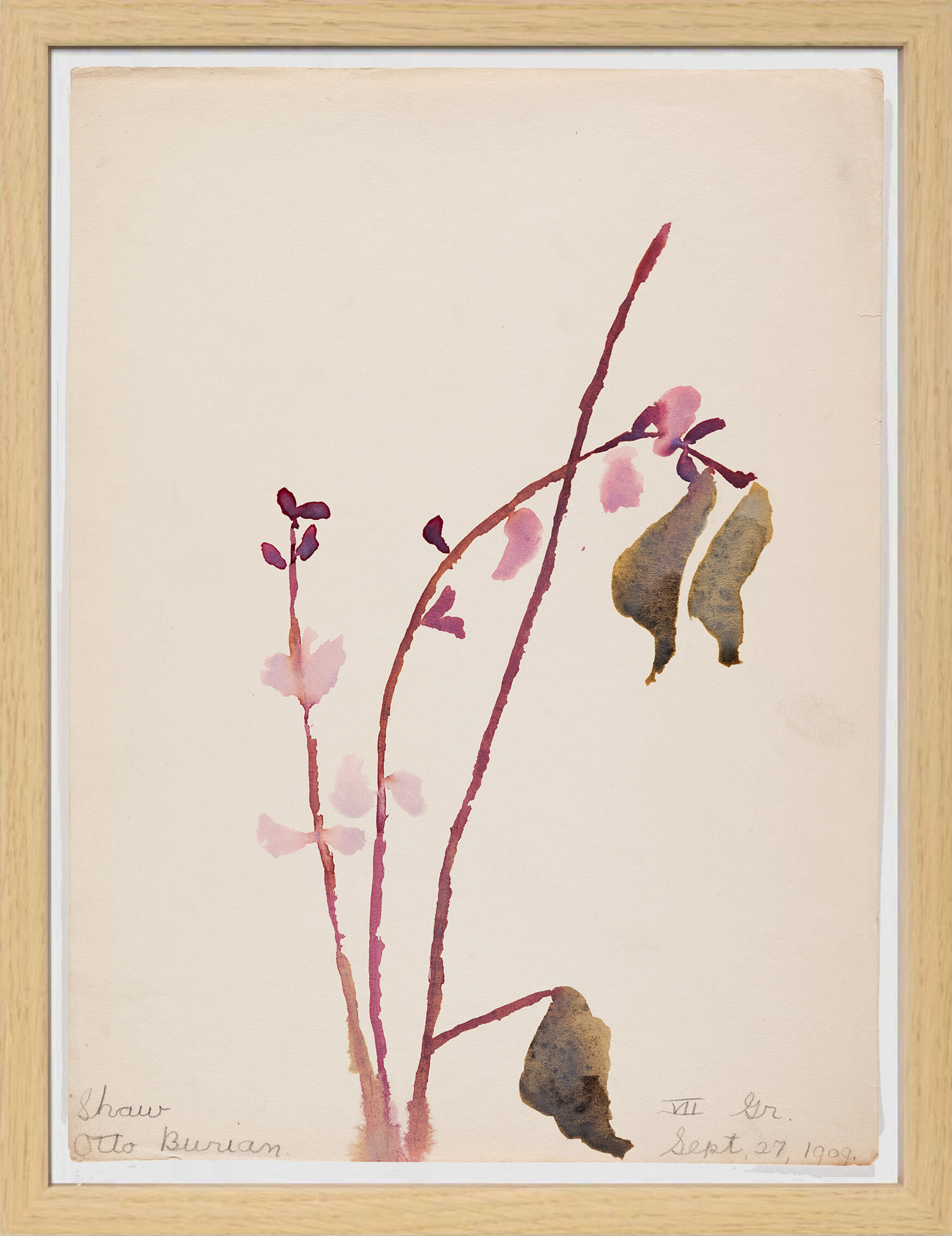 Watercolor illustration flowers