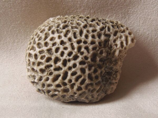 Corail