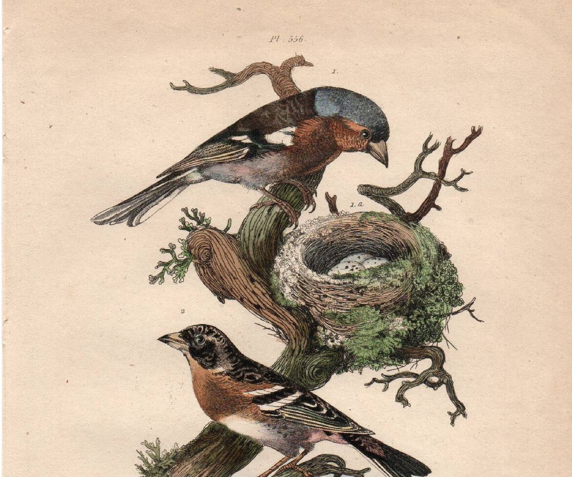 Old engraving from 1839 - Finch by A. Fries. Plate of birds and botany.
