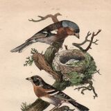 Old engraving from 1839 - Finch by A. Fries. Plate of birds and botany.