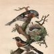 Old engraving from 1839 - Finch by A. Fries. Plate of birds and botany.