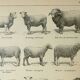 Old engraving 1922, Sheep, sheep breeds, ram, wool • Lithograph, Original plate
