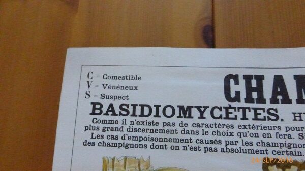 Educational poster DEYROLLE