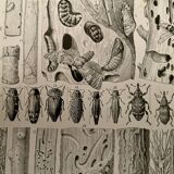 Lithograph on trees (lime tree) - 1930