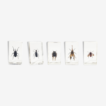 Lot of 5 insects under inclusion resin