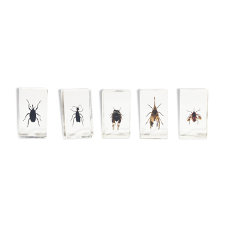 Lot of 5 insects under inclusion resin
