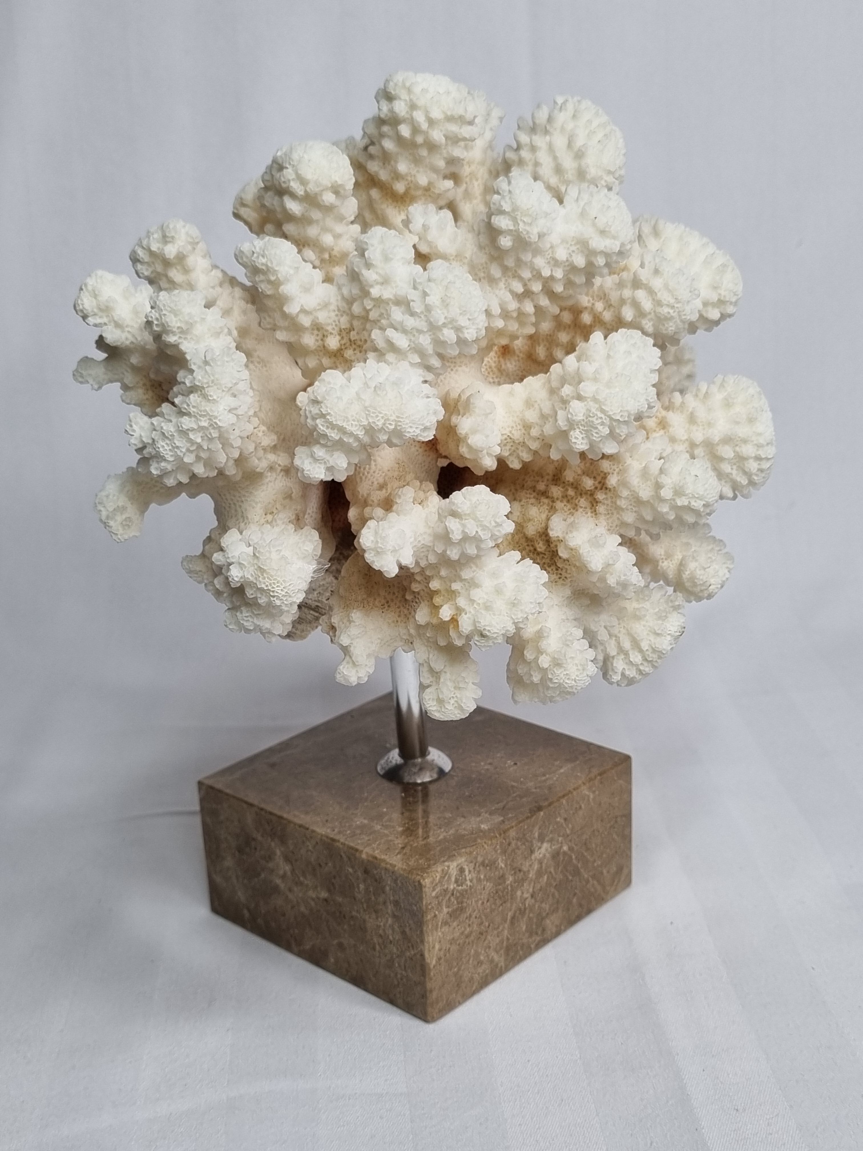 Old white coral on marble base, 20 cm