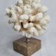 Old white coral on marble base, 20 cm