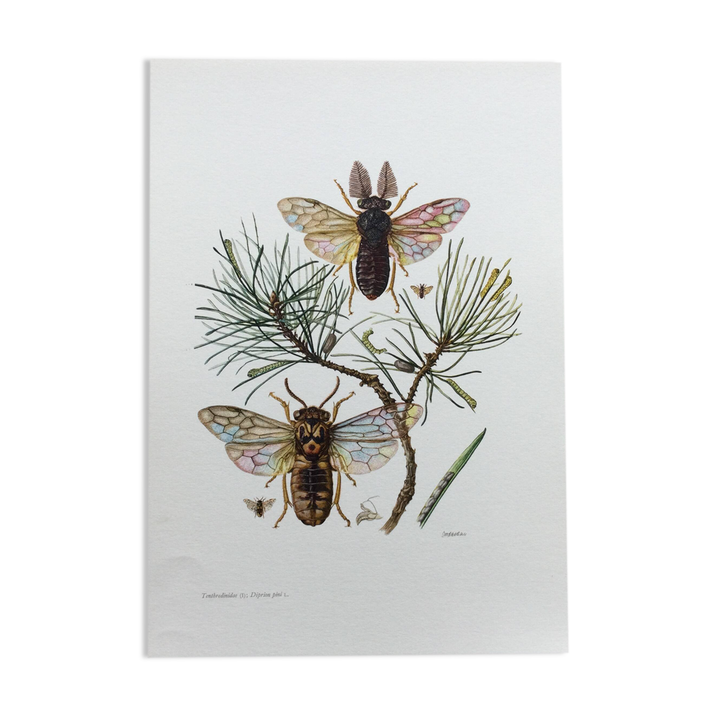 Antique illustration "insects", Vintage print from the 60s