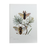 Antique illustration "insects", Vintage print from the 60s